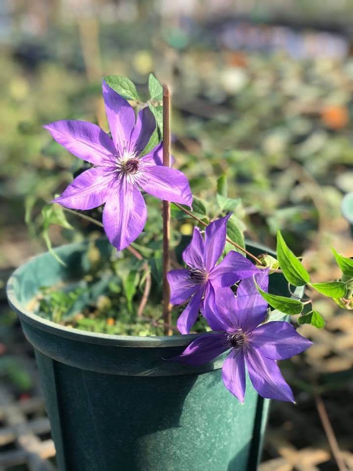 微光 - 薔薇的家美加美玫瑰園