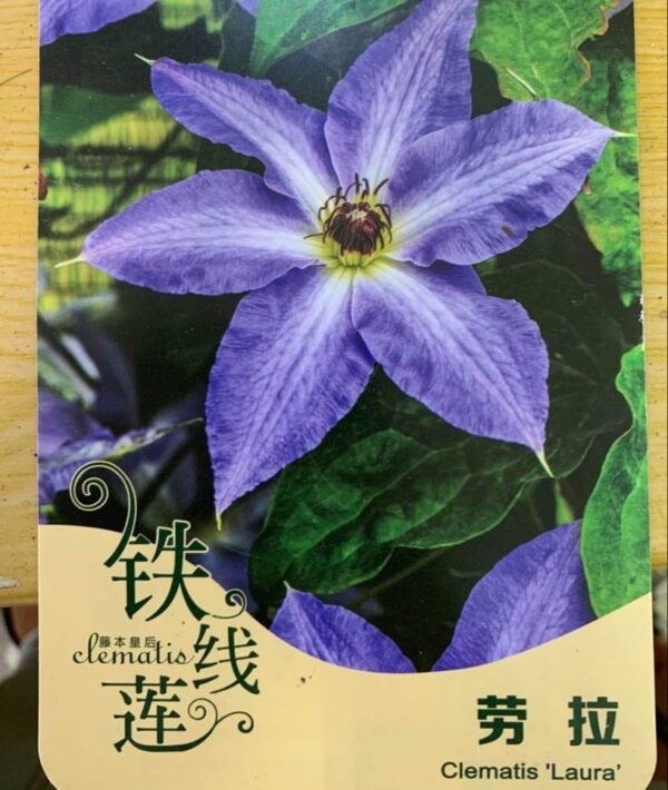 勞拉