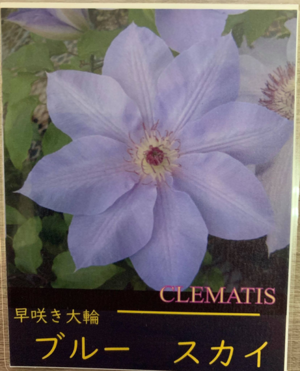 藍天