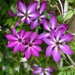 蜥蜴
