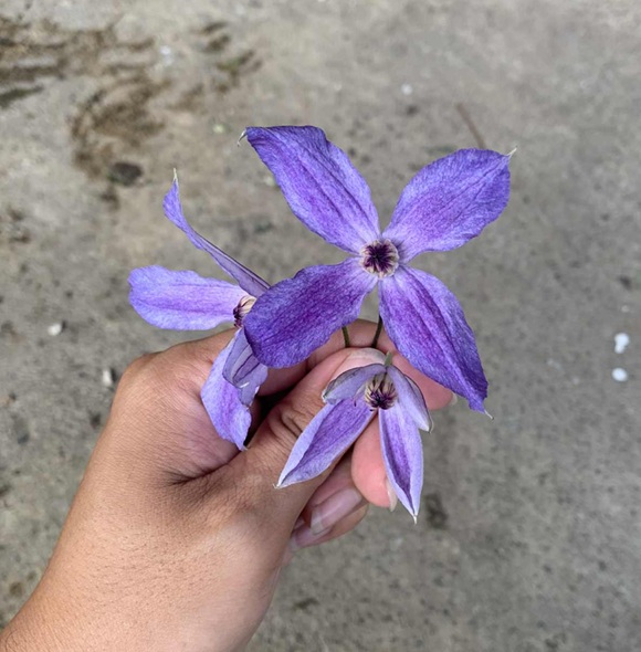 翠雨 - 薔薇的家美加美玫瑰園