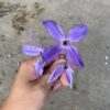 翠雨