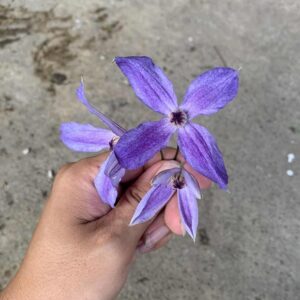 翠雨