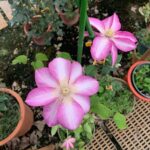 芭蒂森