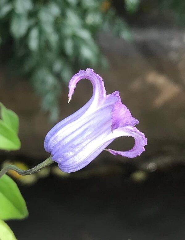 花筏