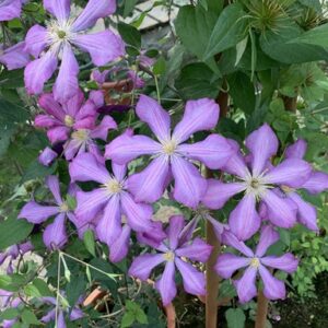 尼古拉·魯布佐夫