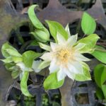 戴爾芬