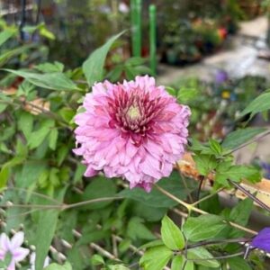 蒙娜麗莎下午茶