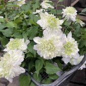 花園